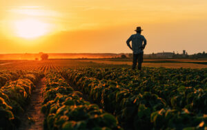 agricultura brasileira