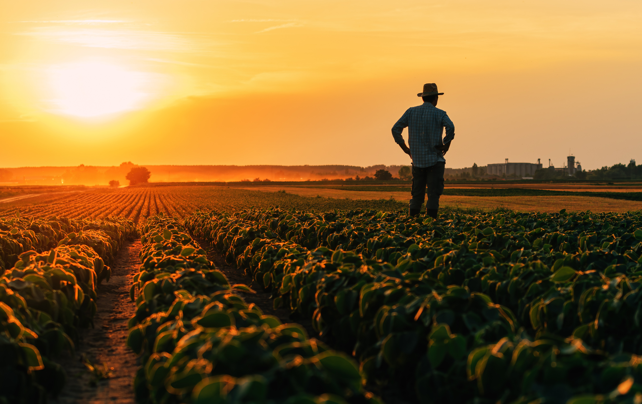 agricultura brasileira