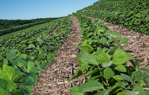 Imagem de plantação
